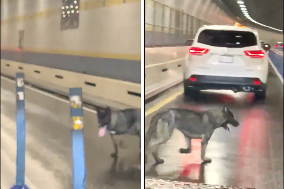 Missing puppy prompts epic dog chase across NYC rivers and tunnels