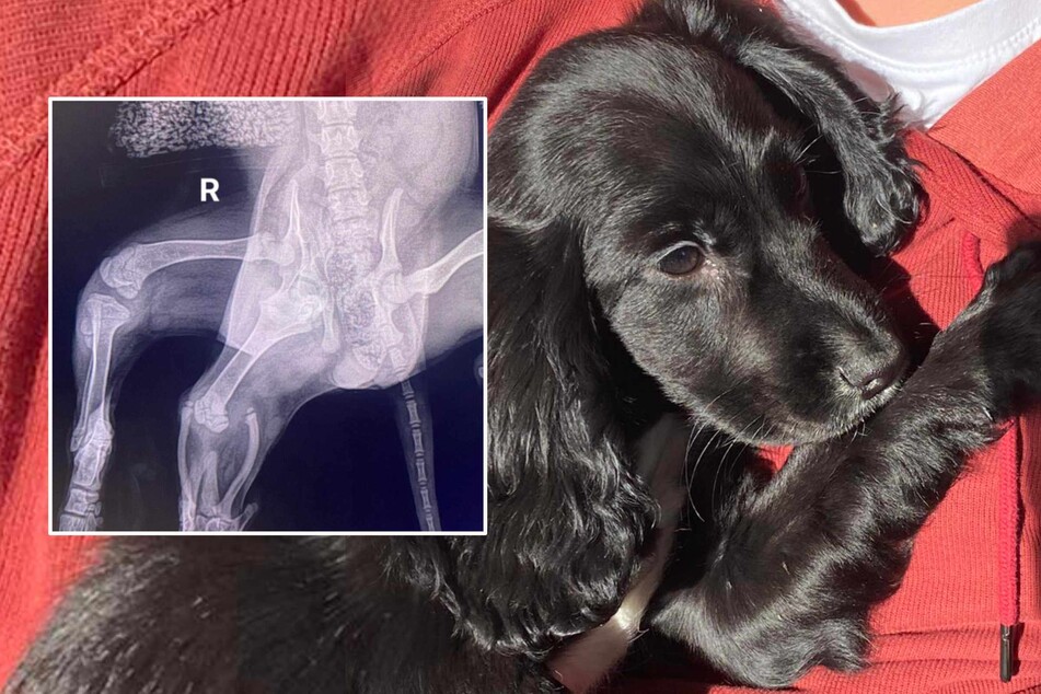 Six-legged puppy found abandoned in parking lot