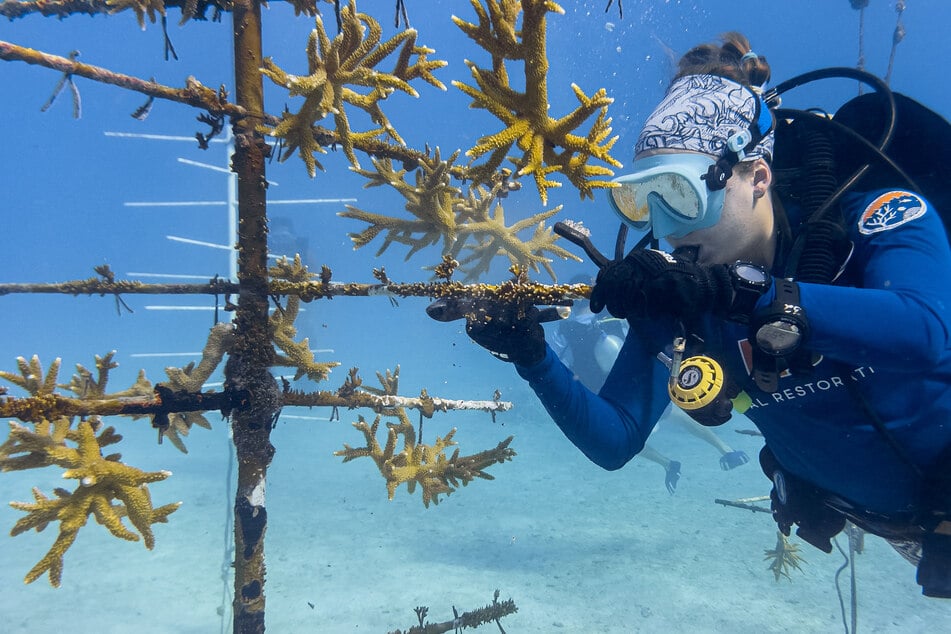 A research diver cleans algae and sediment from a coral nursery structure holding staghorn coral fragments, routine maintenance that keeps the colonies healthy as scientists test their heat tolerance, off the coast of Key Biscayne, Florida, on August 28, 2026.