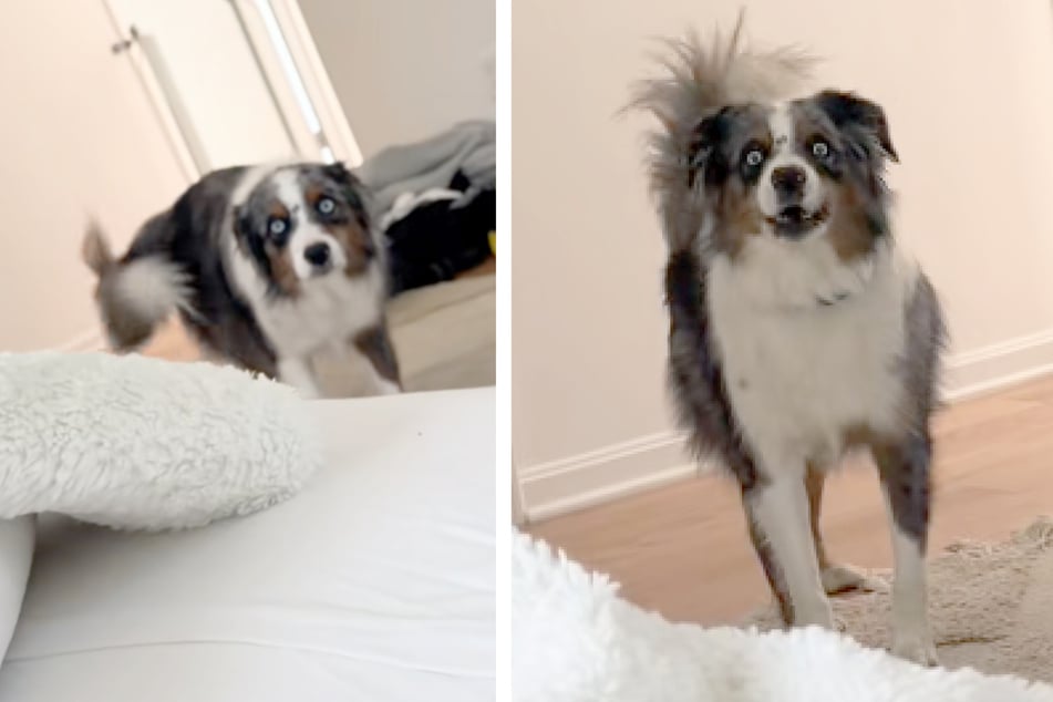 The Australian Shepherd wasn’t prepared to see his owner with bleached hair.