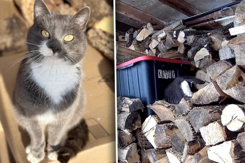 Ralphie now lives on the farm and has been given his own cat shelter to keep him nice and warm in the cold.