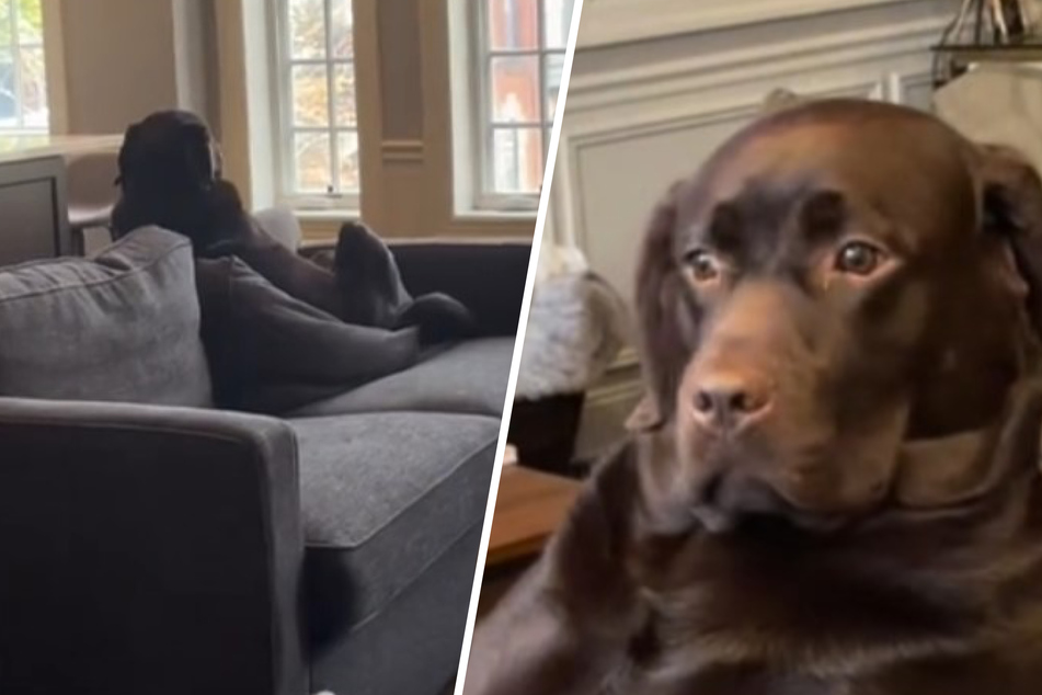Lab's hilarious human ways have TikTok asking: "Dog or grown man?"