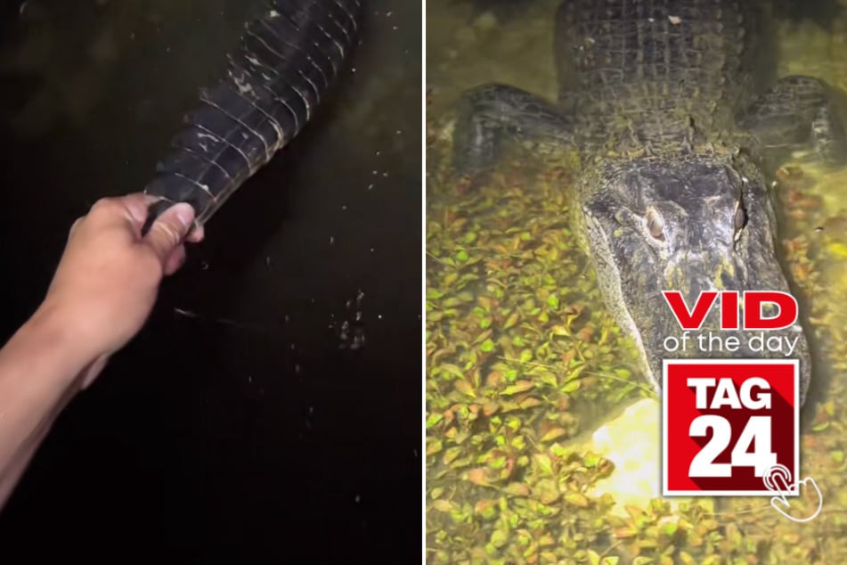 Viral Video of the Day for June 2, 2023: Daredevil takes a huge risk in gator territory