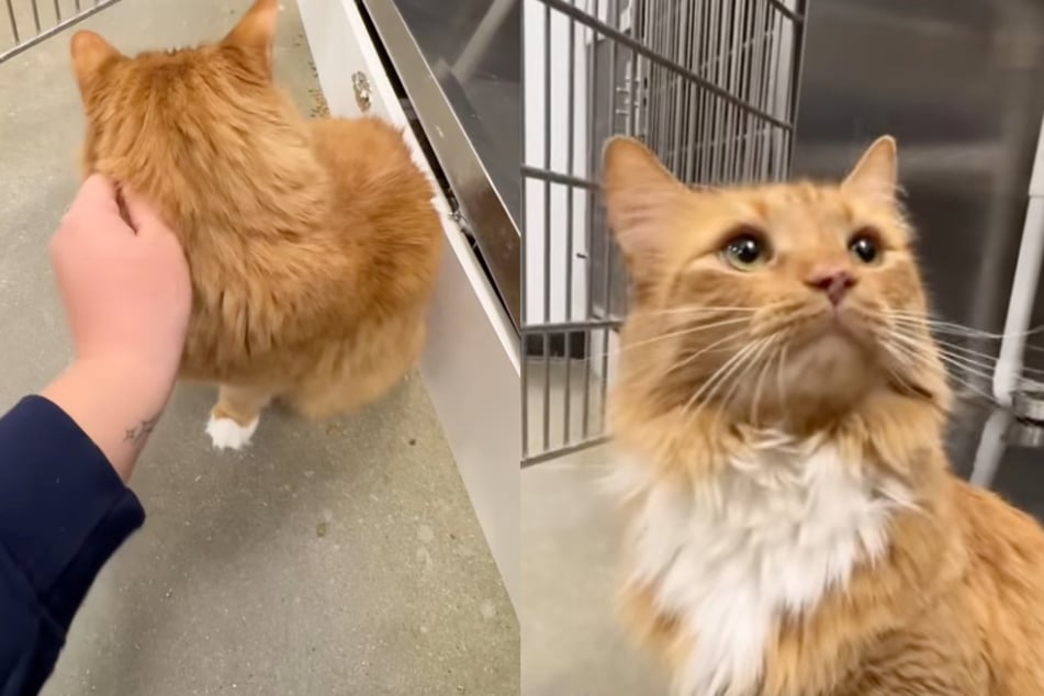 Cat sent back to the shelter after five years for this heartbreaking reason: "Through no fault of his own"