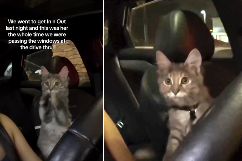 Cat tries to draw attention to herself in the sweetest way at the drive-thru