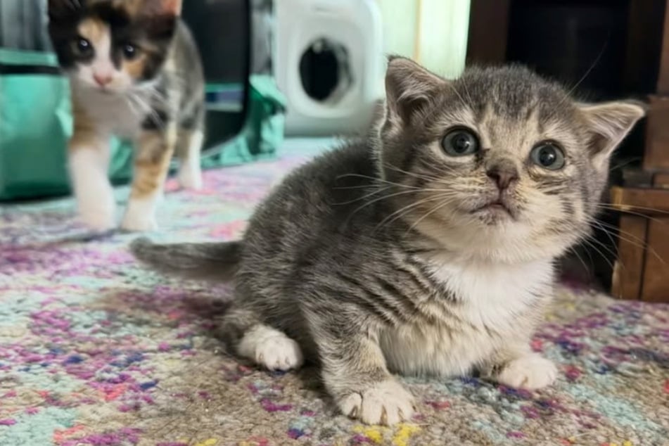 Tiny cat looks like a newborn kitten in shocking medical mystery! Why won't she grow?