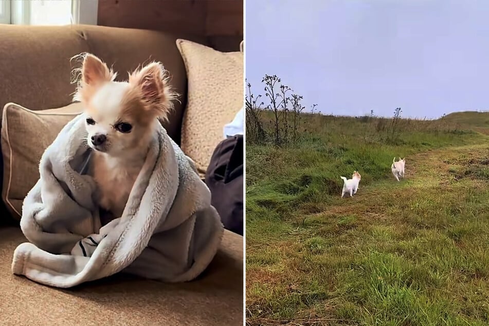 To fill the dog's final days with adventure, his owner Sara Koller organized a trip to Norway.