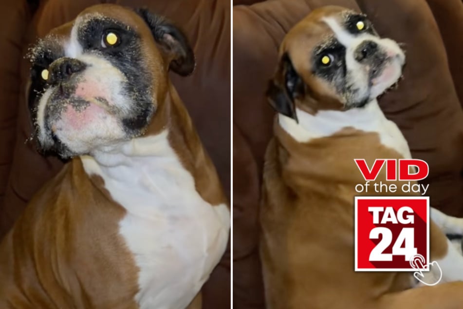 Viral Video of the Day for August 14, 2025: Dog busted after brown sugar binge!
