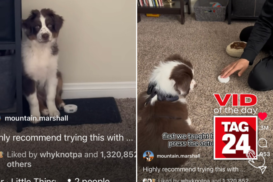 Viral Video of the Day for June 13, 2023: A clever pup's amazing potty training journey