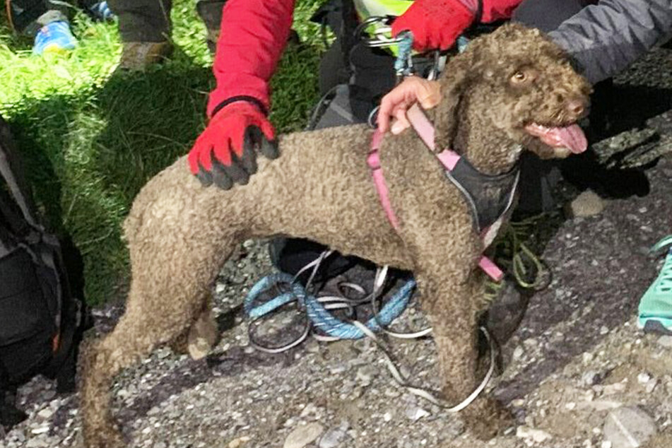 Austrian authorities launch massive search effort after dog gets lost in the mountains