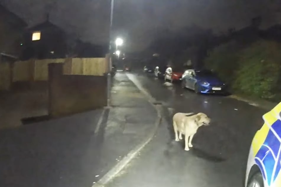 Men flees from police and leaves his Labrador behind – but the dog leads the officers straight to him!