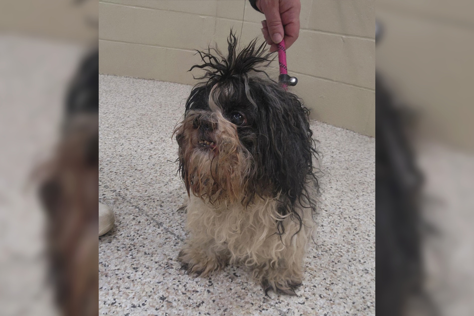 Saleo the Shih Tzu was completely dirty and disheveled when he was found.