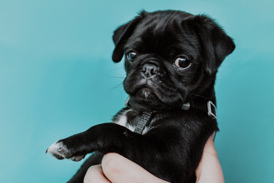 It can be very hard and very traumatic to give up a dog for adoption.