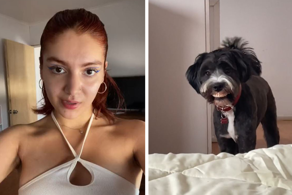 Dog's hilarious stolen denture "grin" has TikTok in stitches!