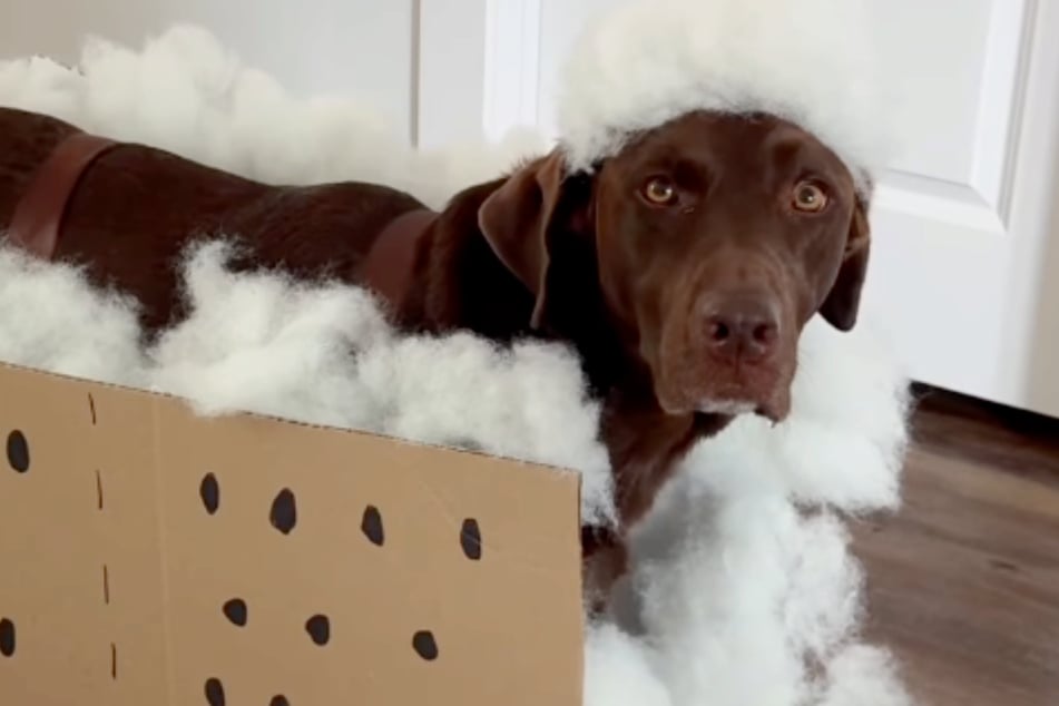 Dog is adorably fed up with Halloween costume: "His least favorite holiday"