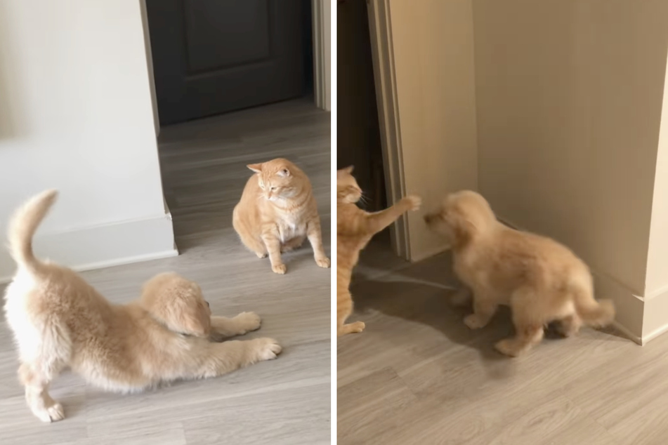 In the beginning, nobody believed that the cat and dog would ever get along