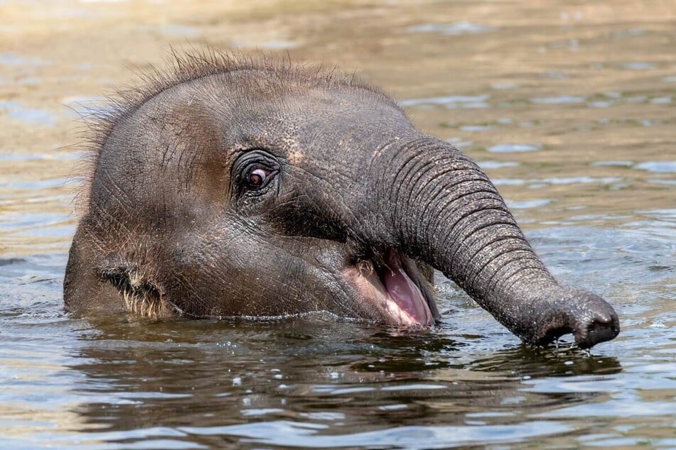 Elephant calves are actually born incredibly well-developed due to their long gestation periods.