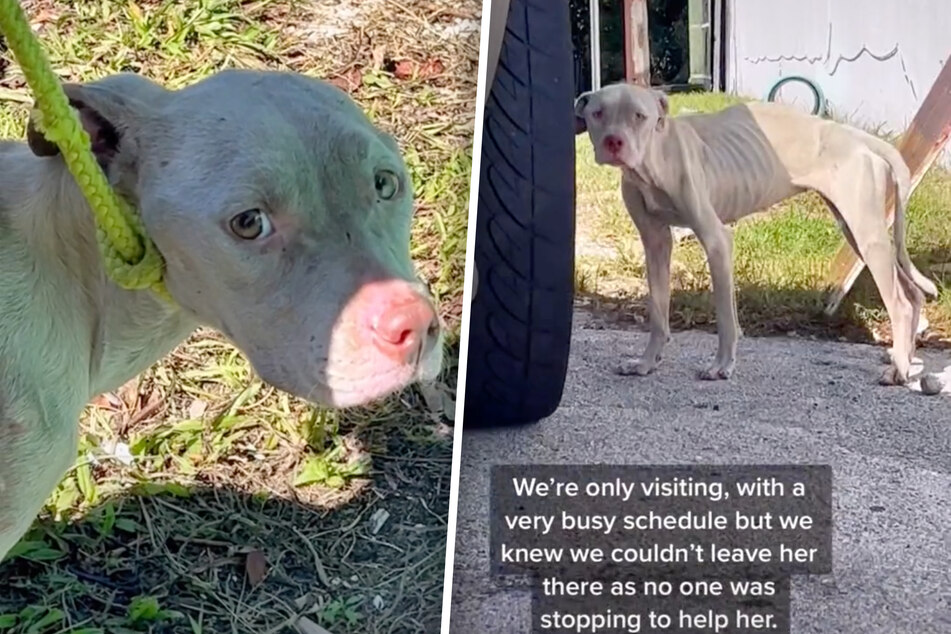 One heartwarming dog rescue leads to another as TikToker saves two canine lives