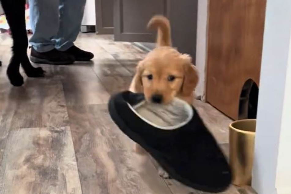 Veterinary nurse Holly Smith fell in love with the little dog right away and took her in.