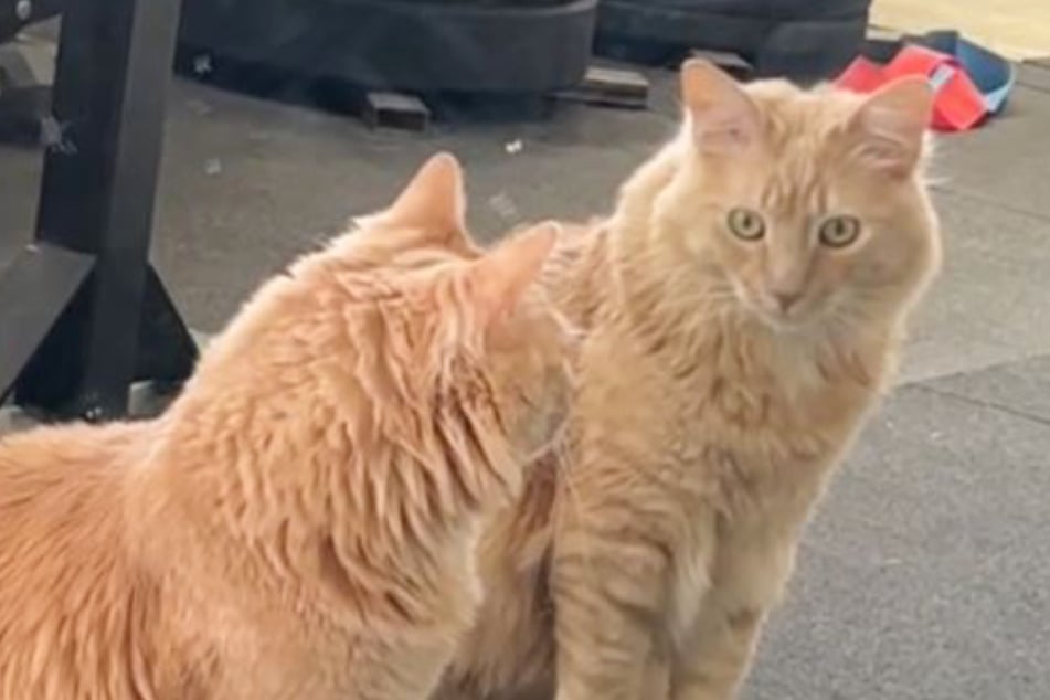 How one TikToker hides his cats from the landlord has social media giggling!