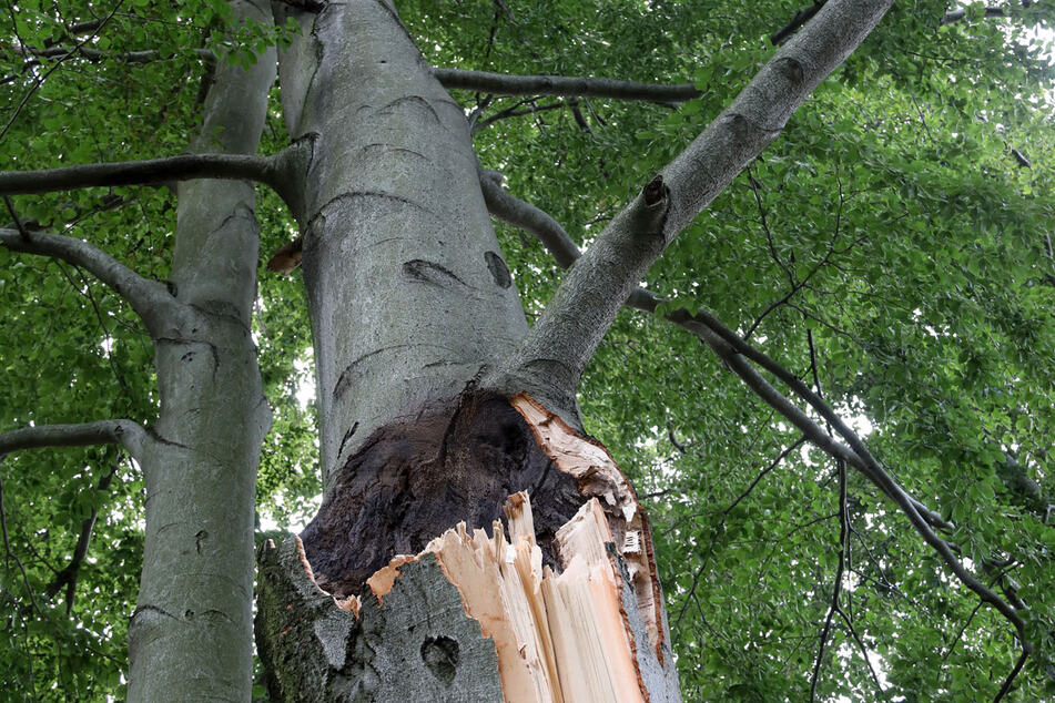Giant tree limb falls on picnickers, kills one