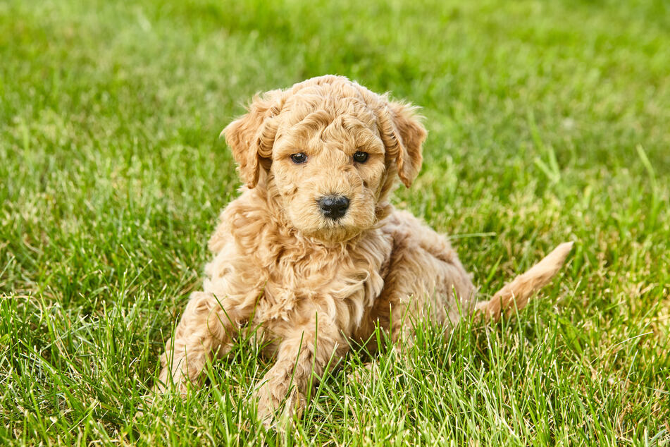 The idea behind the Golden Retriever-Poodle mix was a hybrid breed for allergy sufferers.