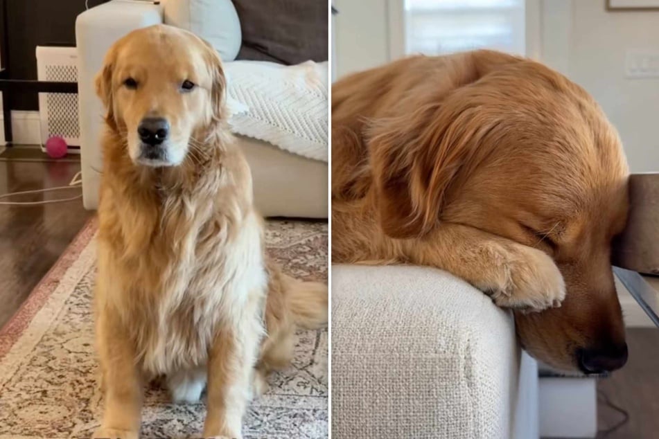 Precious "overly-emotional" Golden Retriever dog has TikTokers entranced