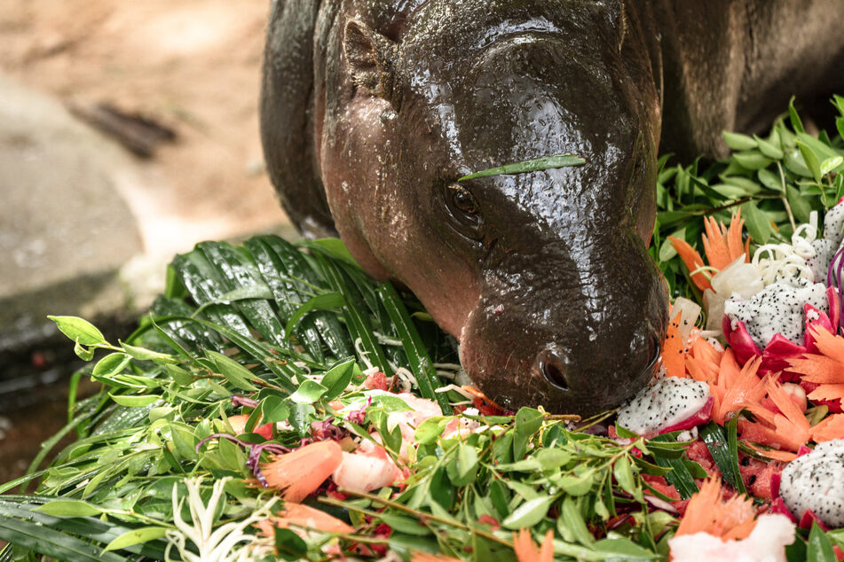 Thailand's internet sensation Moo Deng, a pygmy hippo who captured hearts the world over, turned one year old on Thursday.