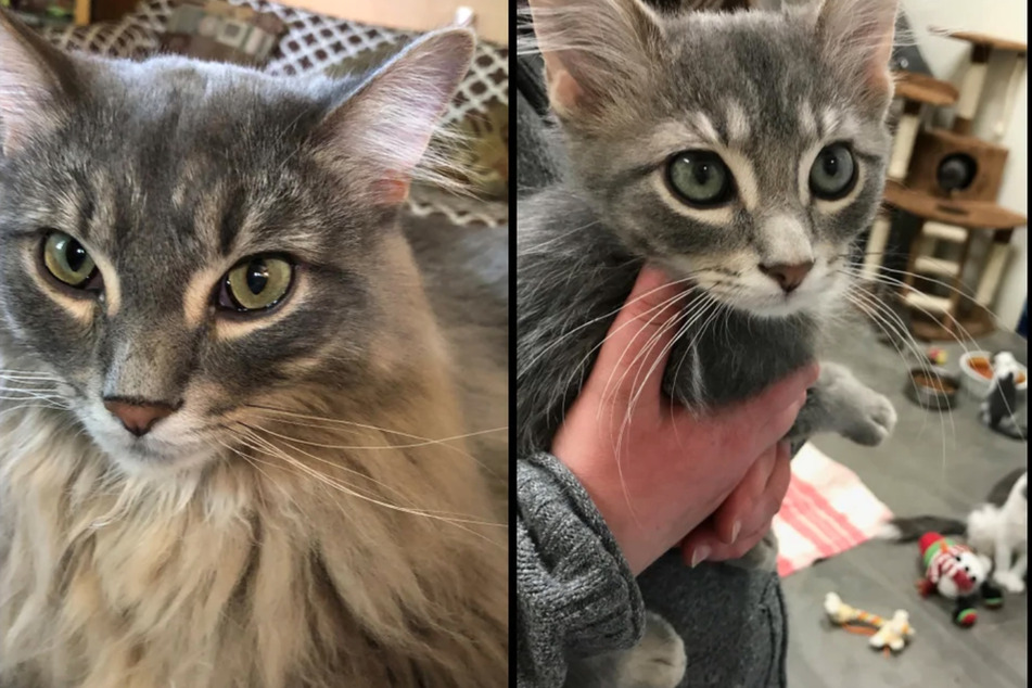 Gandalf the cat's amazing transformation delights Lord of the Rings fans