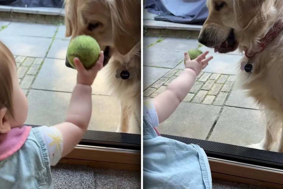 Dog tries to teach baby sister to play fetch – what happens next is a laugh riot!