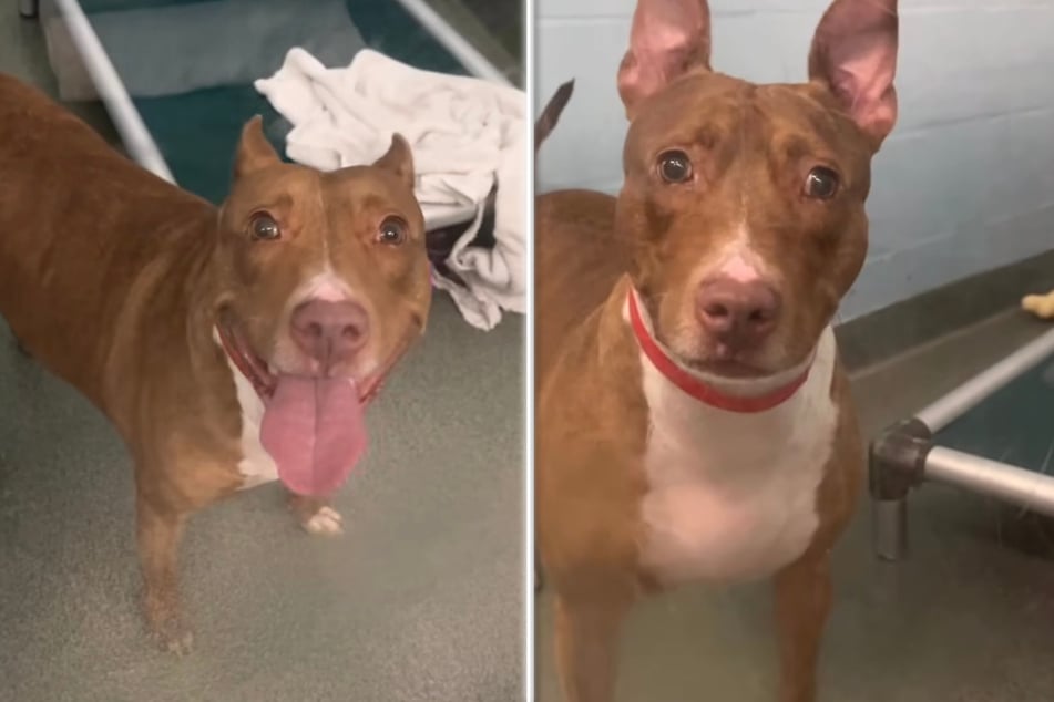 This sweet dog is waiting for her happily ever after.