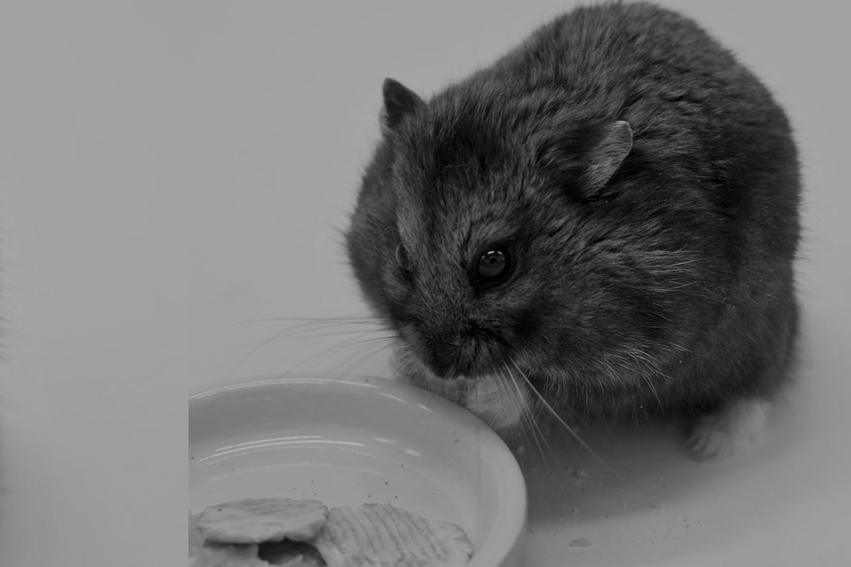 Farewell, Mr. Goxx: Rodent of Wall Street passes away