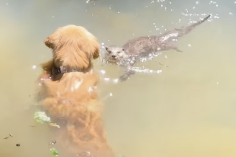 The otter seems to live with the Thai native as a pet and has, as a result, become very tame.