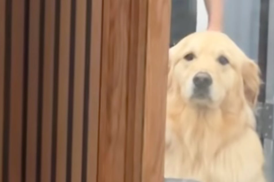 Golden Retriever dog Burrow is anxious by nature, but there is one thing that makes him particularly nervous: being left alone by his owner.
