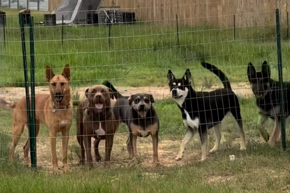 Chance brought his dog friend Nova (r.) with him one day and the family decided to take her in, too.