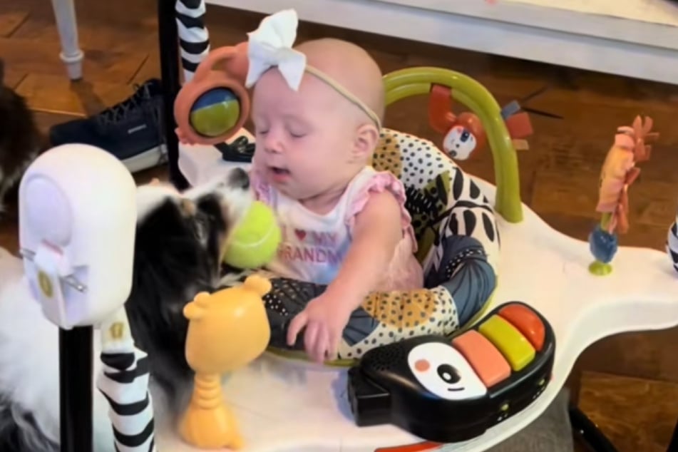 Australian Shepherd Arlo refuses to give up and keeps bringing the baby the ball, but his fellow dogs are now out.