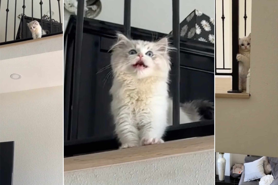 Daredevil kitten insists on taking this dangerous shortcut in viral TikTok!