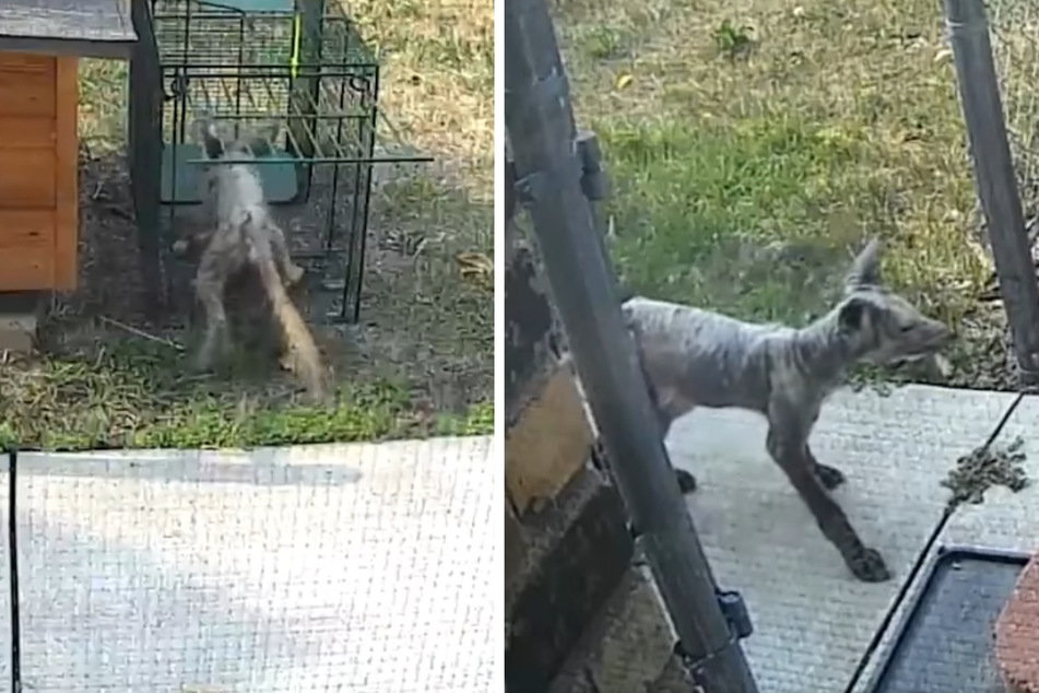Hairless mystery animal nursed back to health in shocking transformation!