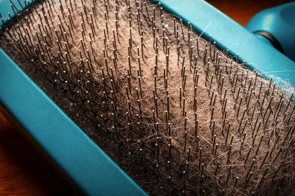 You can recognize cat dandruff by little white lumps in the fur.