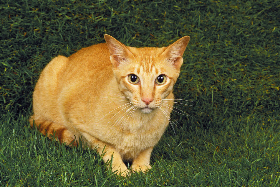 Oriental cats are mean lean running machines.