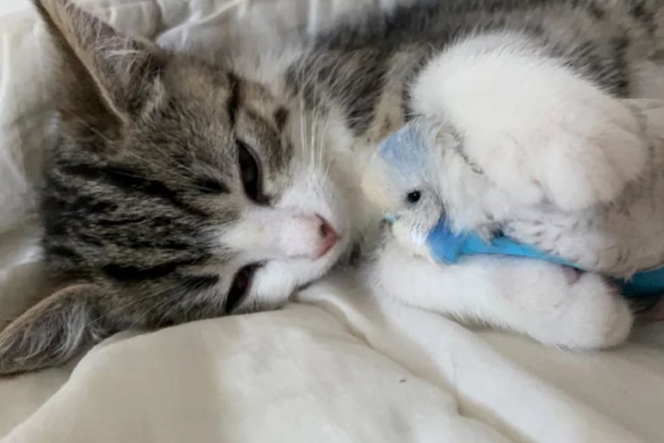 A gray tabby cat has sparked a heated discussion on the internet recently because of her somewhat unusual personal sleeping routine.