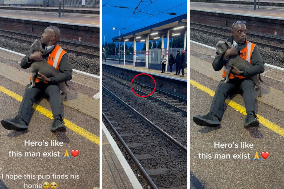 Puppy gets daring railroad rescue as TikTok hails a hero
