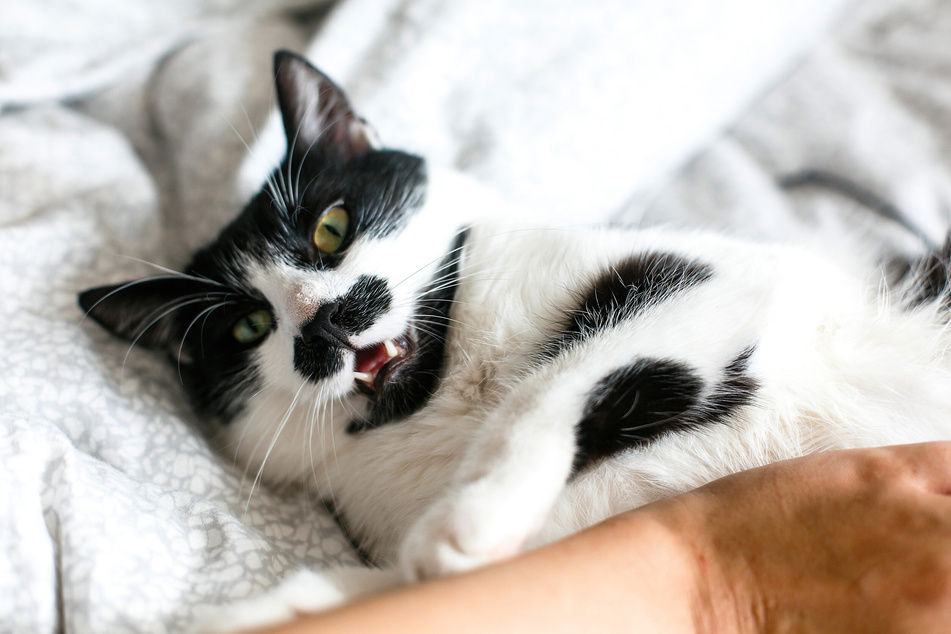 Maybe your cat scratches and bites when you comb or pet it?