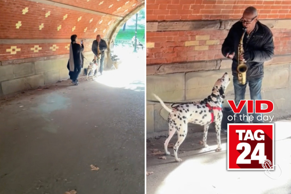 Viral Video of the Day for October 19, 2023: Dalmatian hits the high notes!