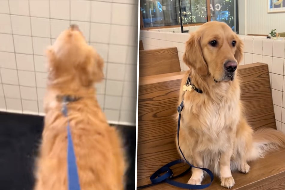 Golden retriever begs owner to bring him to café in adorable morning routine