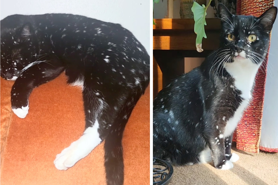 "Gatsby" looks truly special with its white dots.