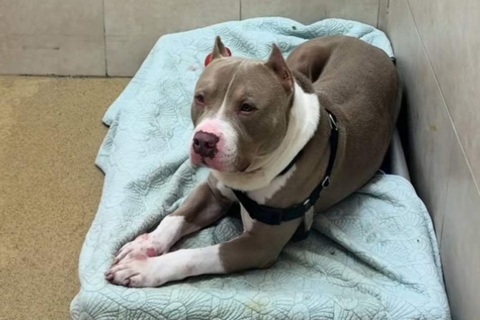 Tank is now looking for forever home. Hopefully, his internet fame will help with placement!