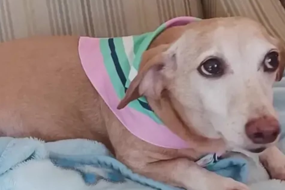 Blind man's viral search for stolen service dog comes to a happy end!