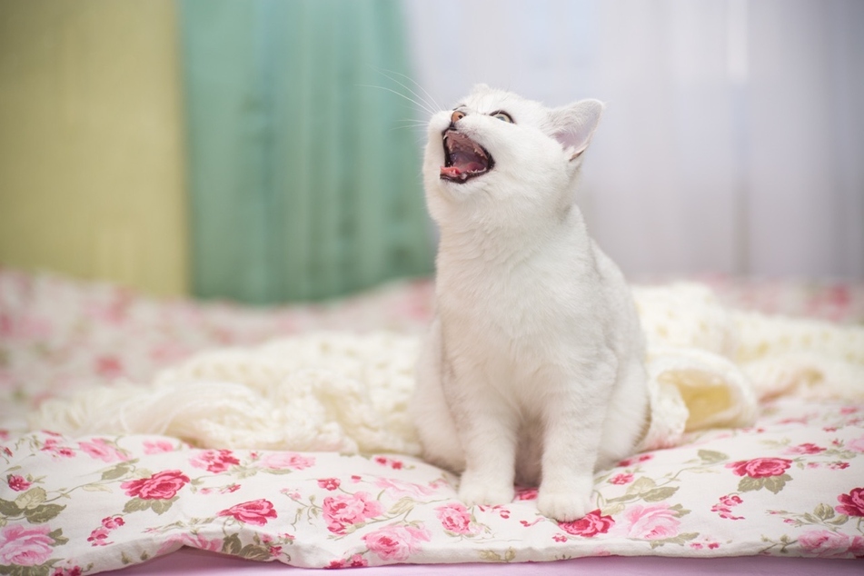 Why do cats meow so much?