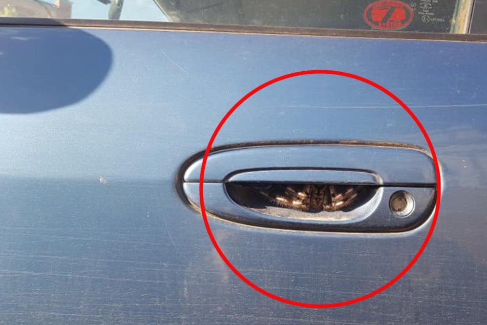 Australian woman finds hairy horror hiding in her car door handle